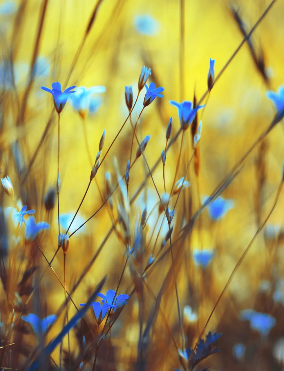 Imagem de flores silvestres azuis contra um campo dourado, representando o verão
